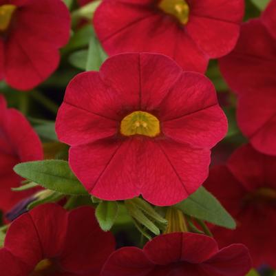 Calibrachoa Cabaret&reg; Red