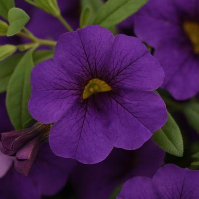 Calibrachoa Cabaret&reg; Blue Midnight