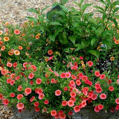 Calibrachoa Cabaret&reg; Apricot