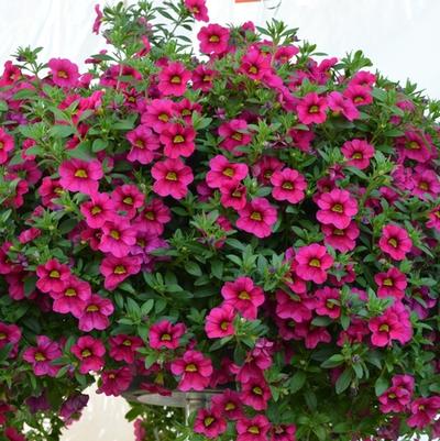 Calibrachoa Aloha Kona Merlot