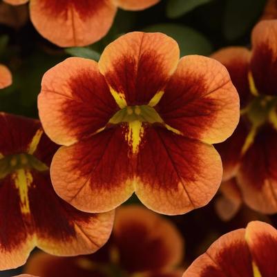 Calibrachoa Bumble Bee&trade; Orange