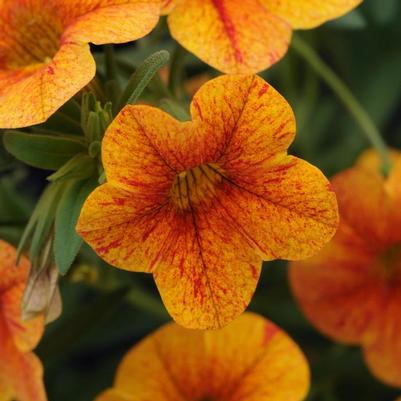 Calibrachoa Terracotta
