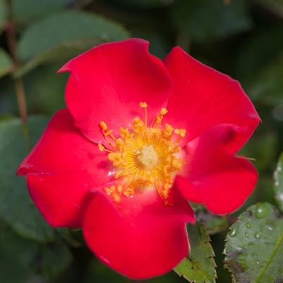 Rosa Easy Elegance&reg; Screaming Neon Red&trade;