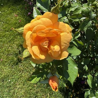 Rosa Sunbelt&reg; South Africa&reg;