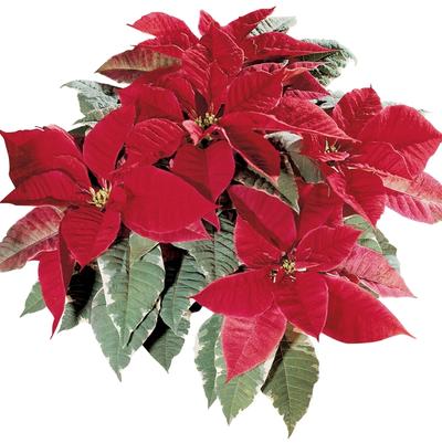 Euphorbia pulcherrima Silverstar&trade; Red