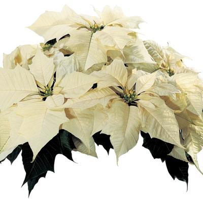 Euphorbia pulcherrima Sonora&trade; White