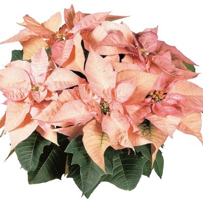 Euphorbia pulcherrima Cinnamon Star&trade;