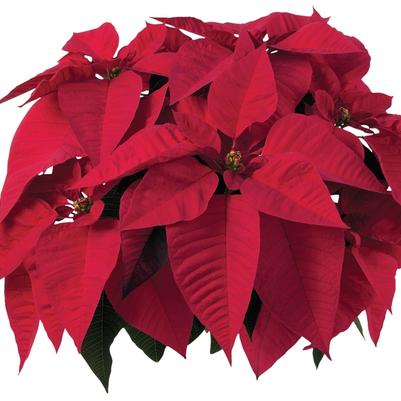Euphorbia pulcherrima Early Orion&trade; Red