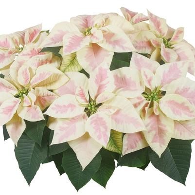 Euphorbia pulcherrima Mars&trade; Marble