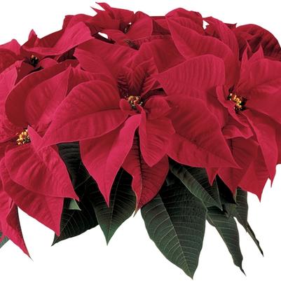 Euphorbia pulcherrima Orion&trade; Red
