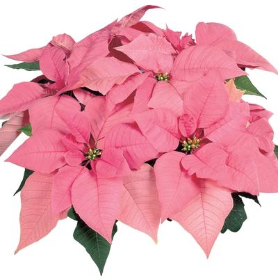 Euphorbia pulcherrima Pink Elf&trade;