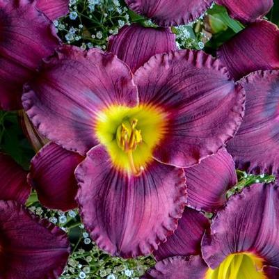Hemerocallis Rainbow Rhythm&reg; Nosferatu