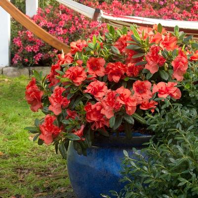 Rhododendron Encore&reg; Autumn Embers&trade;