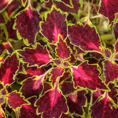 Coleus scutellarioides ColorBlaze&reg; Cherry Drop