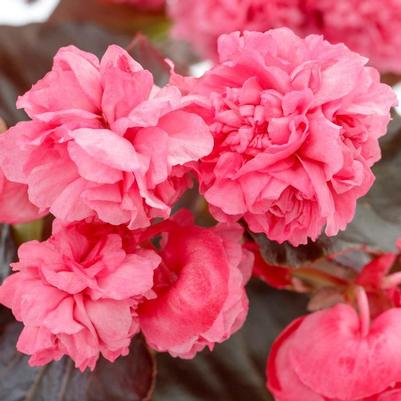 Begonia Birthday Bash&trade; Raspberry Sherbert