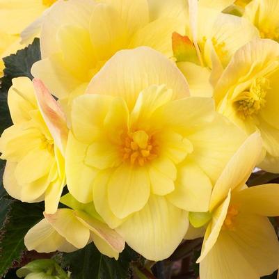 Begonia Florencio&trade; Yellow