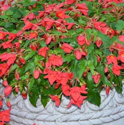Begonia Beaucoup&reg; Red