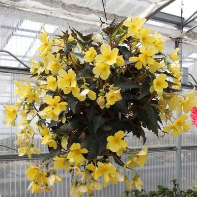 Begonia Daystar&trade; Yellow