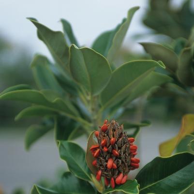 Magnolia grandiflora Claudia Wannamaker