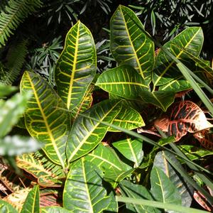 Codiaeum variegatum Petra
