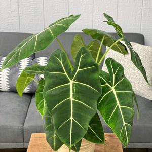 Alocasia Mythic&trade; Frydek