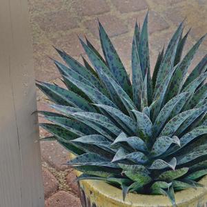 Mangave Mad about Mangave&reg; Pineapple Express