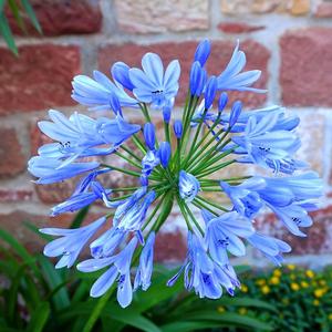 Agapanthus africanus 
