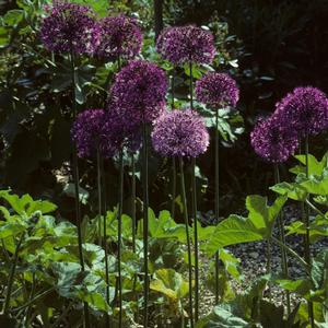 Allium aflatunense Purple Sensation
