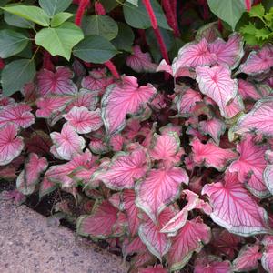 Caladium Florida Sweetheart