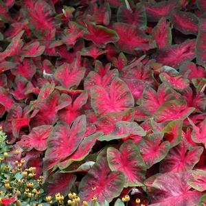 Caladium bicolor Red Flame
