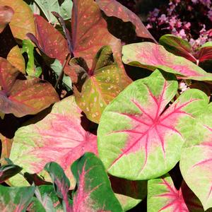 Caladium x hortulanum Lemon Blush