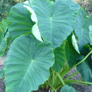 Colocasia esculenta Jack's Giant
