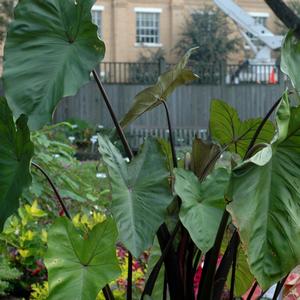Colocasia esculenta Purple Stem