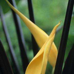 Colocasia esculenta Violet Stem