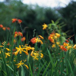 Crocosmia Emily Mckenzie
