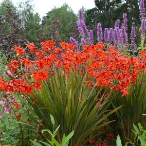 Crocosmia x crocosmiiflora Twilight Fairy&trade; Crimson