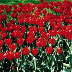 Tulipa Kingsblood