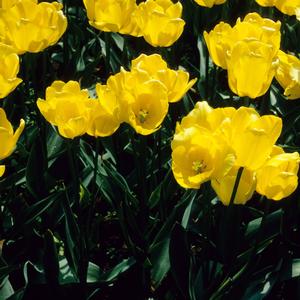 Tulipa Marienthal