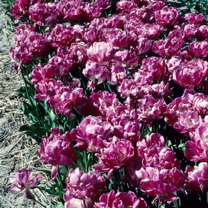Tulipa May Wonder