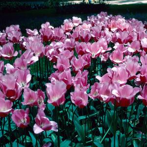 Tulipa Monseigneur Bekkens