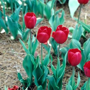Tulipa Samson