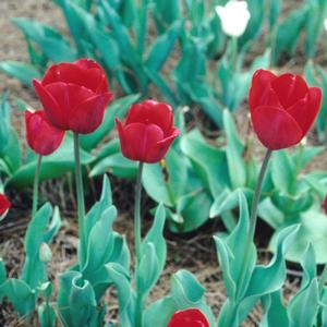Tulipa Sevilla