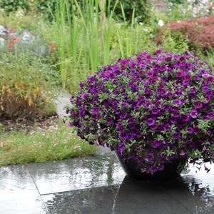 Calibrachoa Kabloom&trade; Deep Blue
