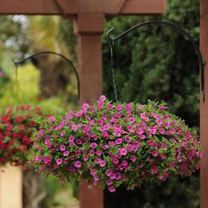 Calibrachoa Kabloom&trade; Deep Pink