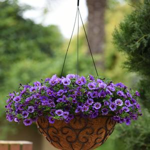 Calibrachoa Kabloom&trade; Denim