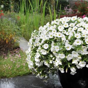 Calibrachoa Kabloom&trade; White