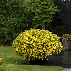 Calibrachoa Kabloom&trade; Yellow