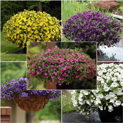 Calibrachoa Kabloom&trade; Kabloom&trade;