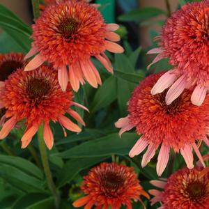 Echinacea Coral Reef