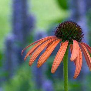 Echinacea Orange Meadowbrite&trade;